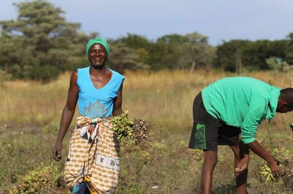 Le Recensement National de l'Agriculture (RNA) est bouclé pour la première fois au Bénin